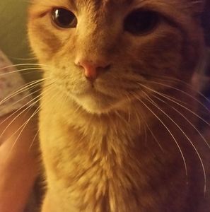 Meet your Posher, Skippy